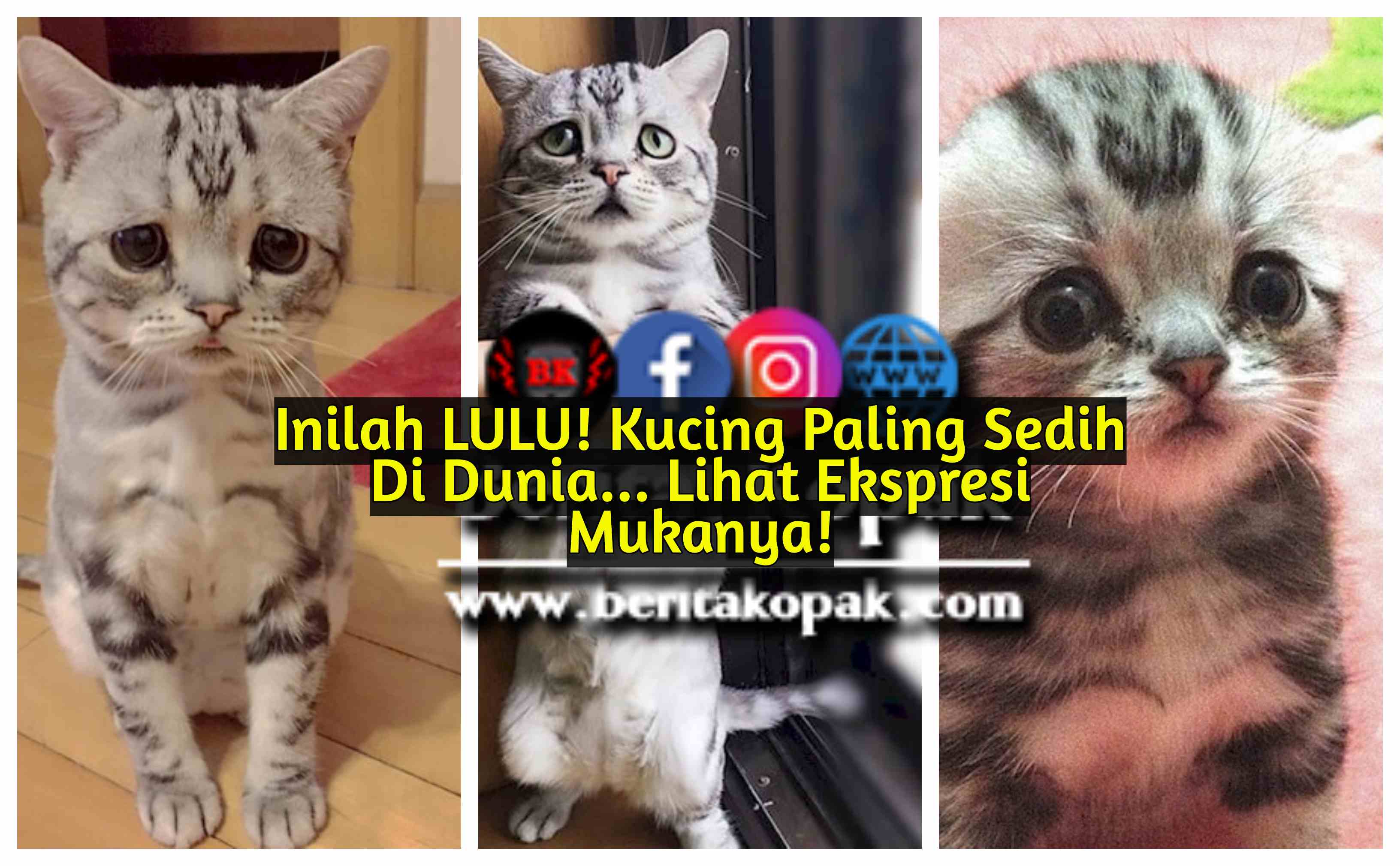 Inilah LULU Kucing Paling Sedih Di Dunia Lihat Ekspresi Mukanya