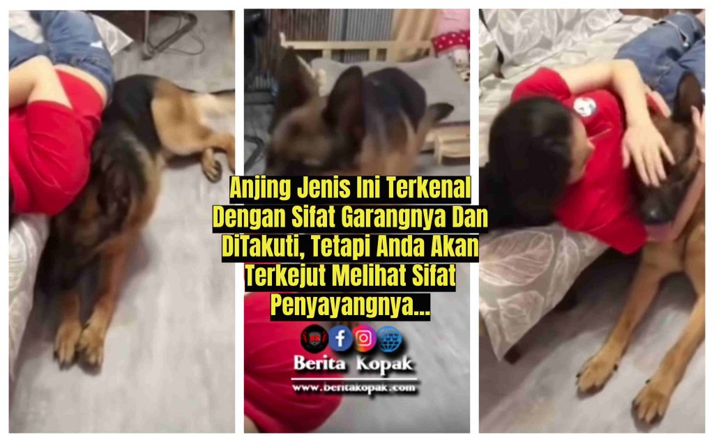 Anjing Jenis Ini Terkenal Dengan Sifat G4rangnya Dan Sangat Ditak0ti